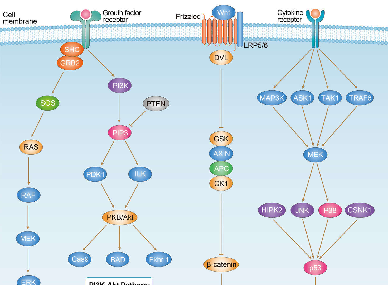 Endometrial Cancer Overview - Pathways, Diagnosis, Targeted Therapies